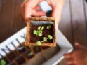 A close-up view of a hand holding a small seedling in a biodegradable planter box, ready for gardening.